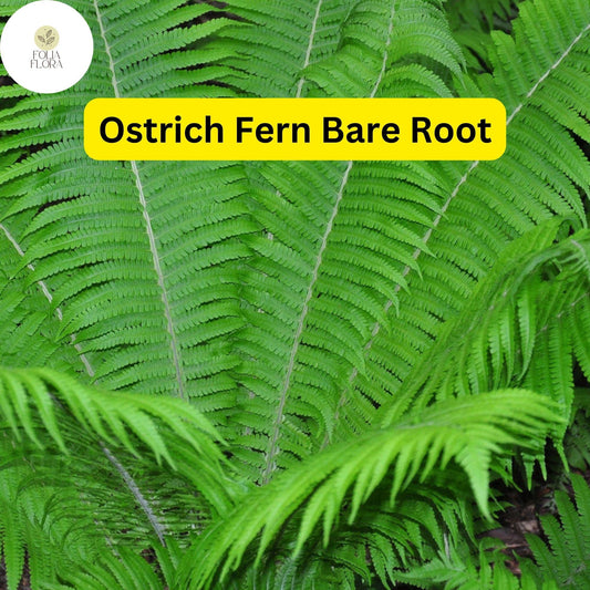 10 Ostrich Ferns, Matteuccia struthiopteris, Bare Root Perennial Shade Plants, Native Woodland Garden