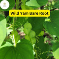 3 Wild Yam Plants, Dioscorea villosa, Bare Root Perennials, Organic Vine Bulbs, Native Wildflower