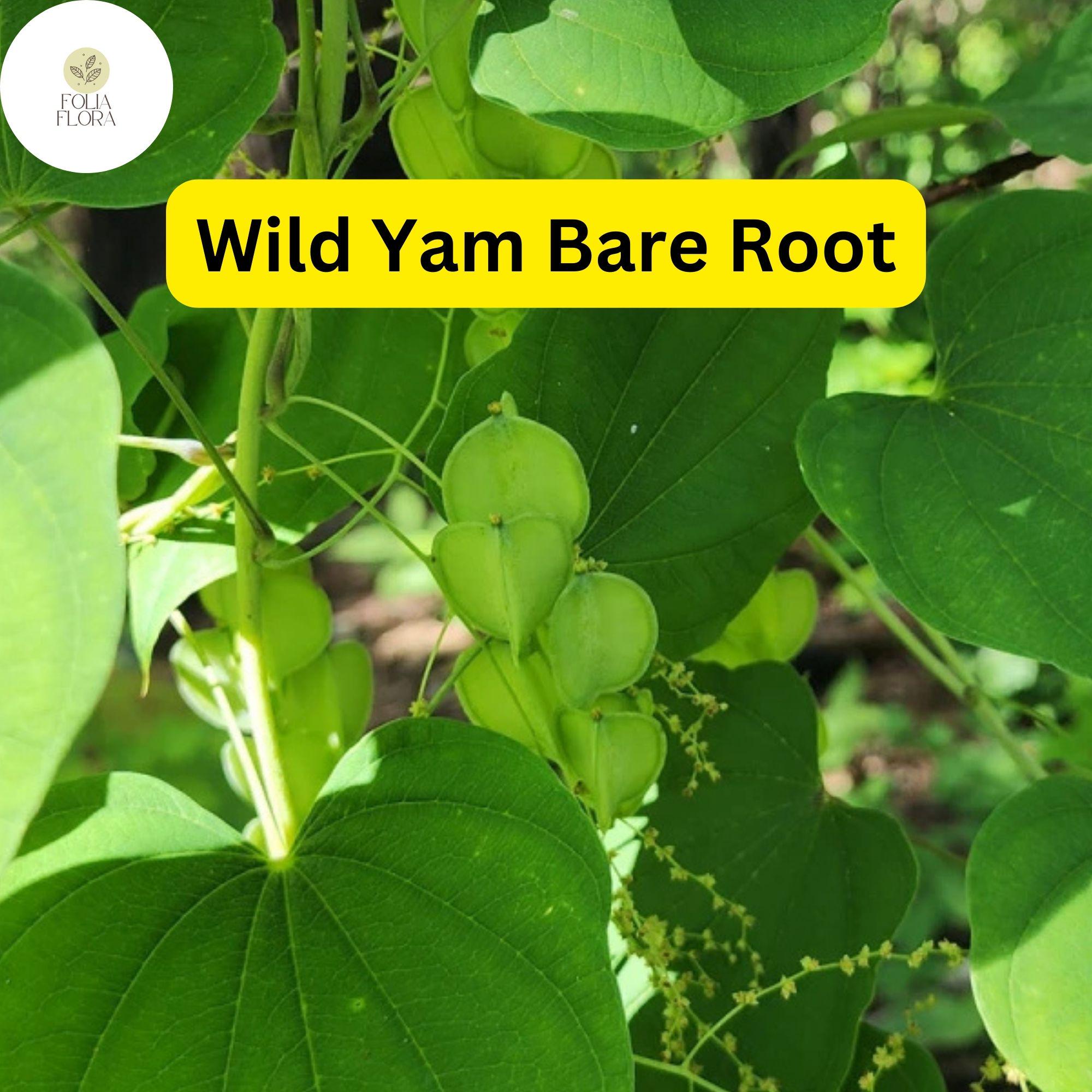 3 Wild Yam Plants, Dioscorea villosa, Bare Root Perennials, Organic Vine Bulbs, Native Wildflower