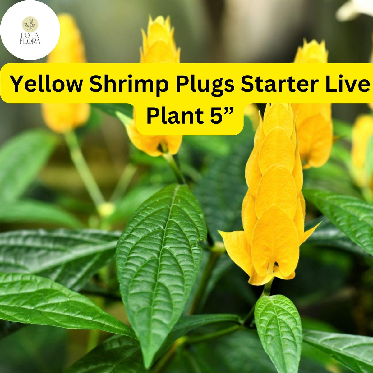 Yellow Shrimp Plant - 1 Live Starter Plugs 5â€ (Justicia brandegeana, Pachystachys lutea) - Tropical Blooms