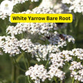1 White Yarrow, Achillea millefolium, Perennial Bare Root Live Garden Plant