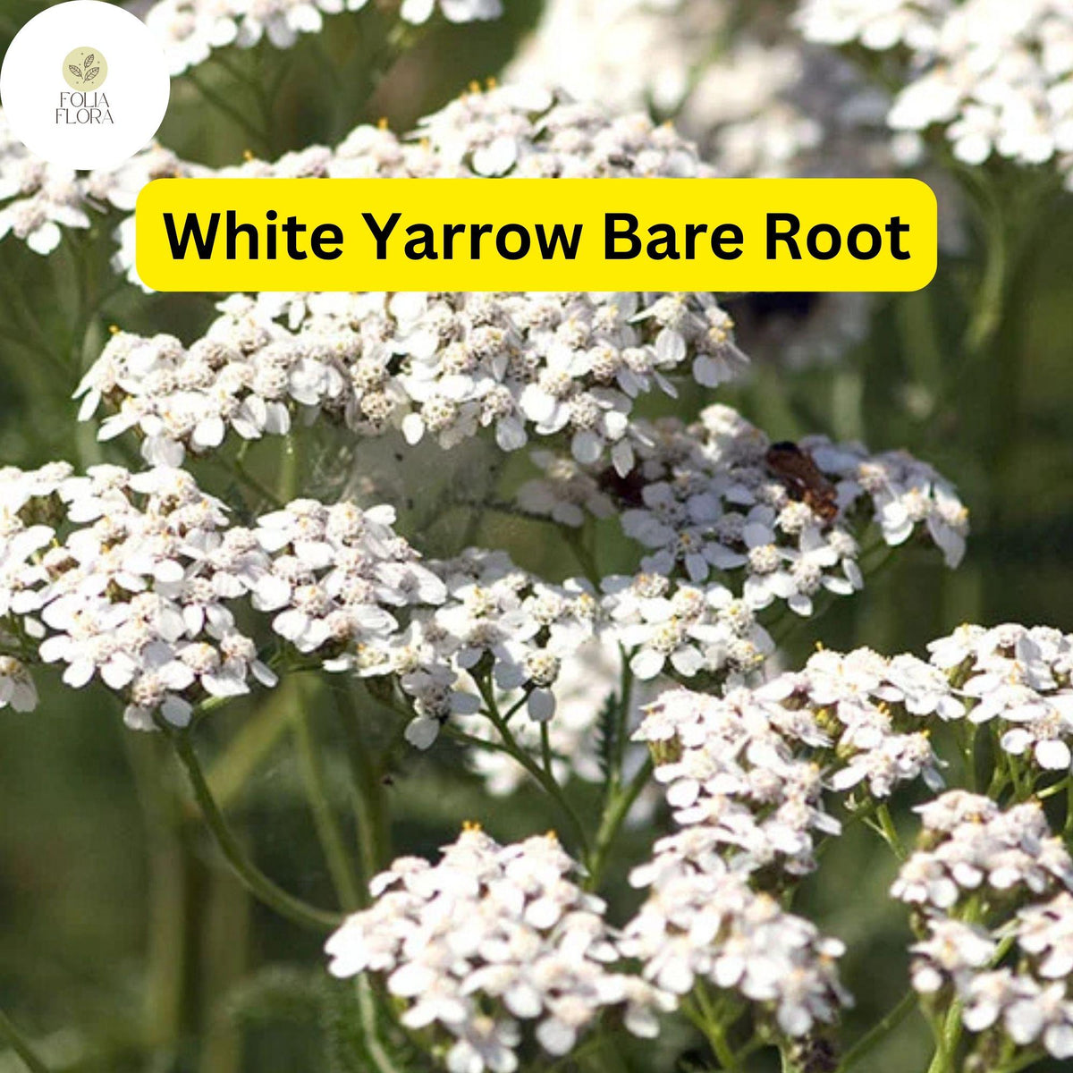 1 White Yarrow, Achillea millefolium, Perennial Bare Root Live Garden Plant