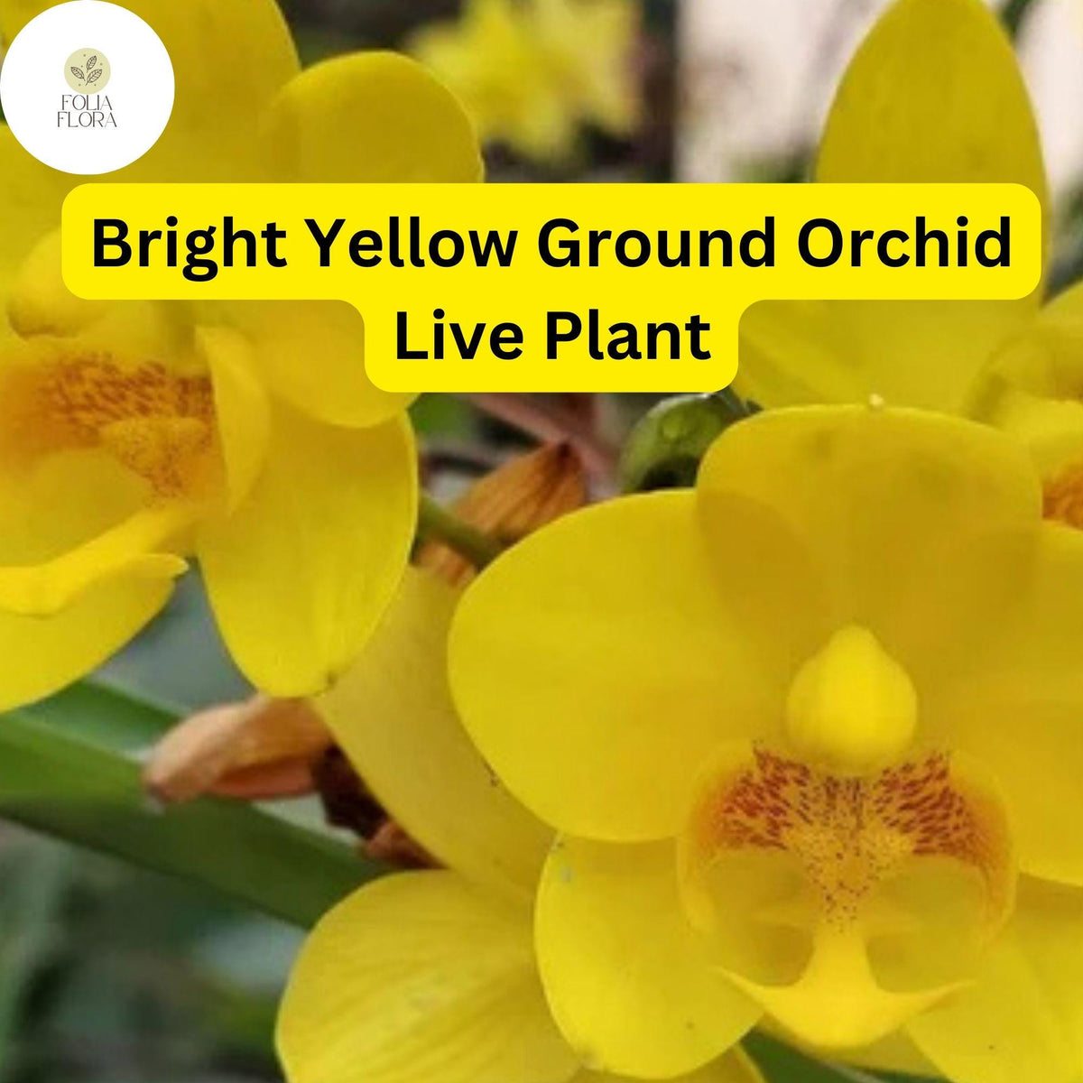 Yellow Ground Orchid Live Plant - Tropical Perennial Blooms in 4" Pot