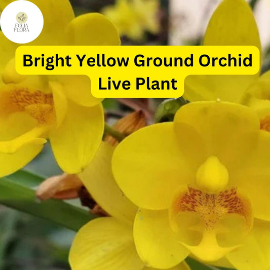 Yellow Ground Orchid Live Plant - Tropical Perennial Blooms in 4" Pot