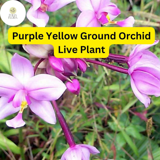 Purple Yellow Ground Orchid Live Plant - Spathoglottis Plicata (4" Pot)