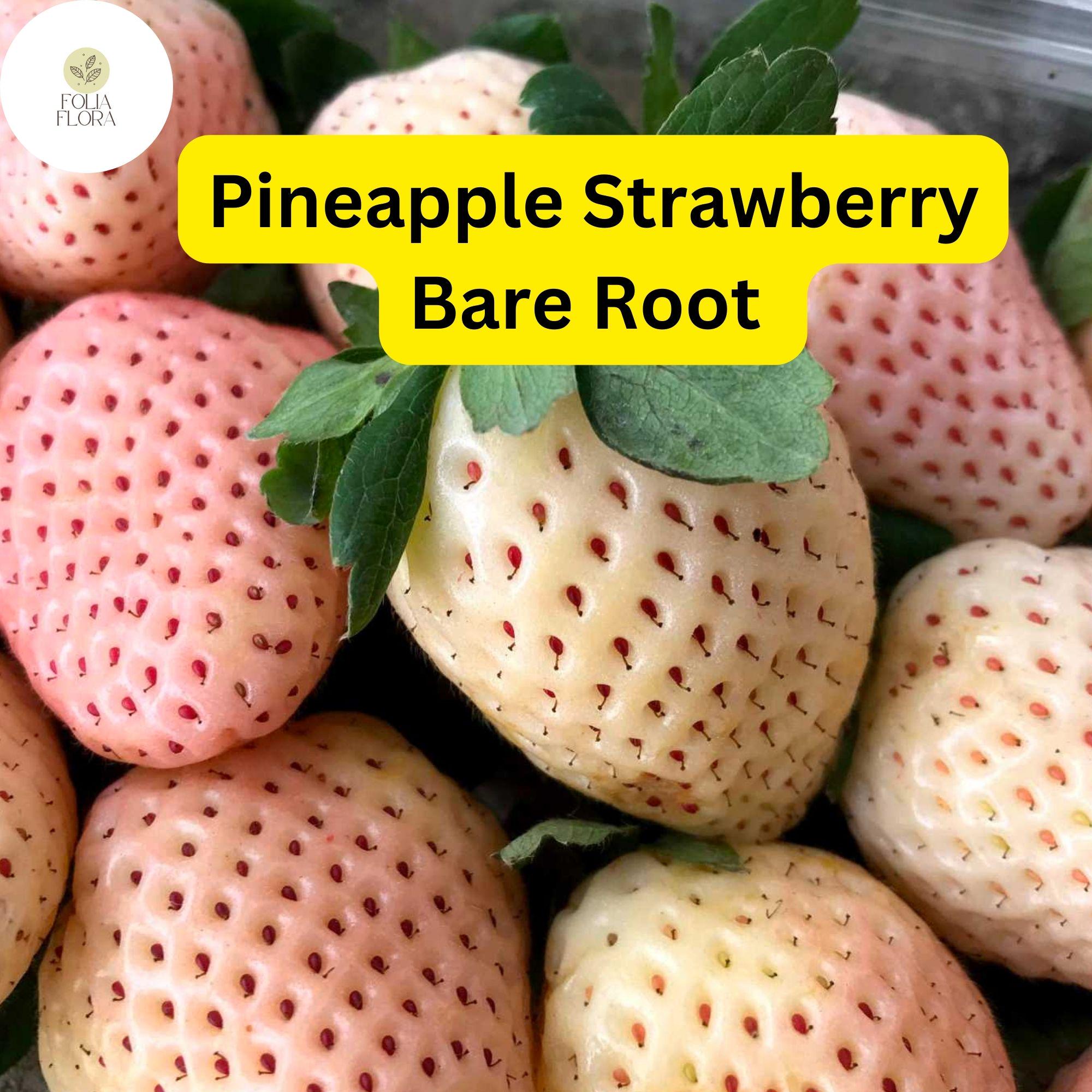 Bare Root Pineapple Strawberry Plants – Fragaria × ananassa, White Berries, Edible Fruit, Perennial Garden Plants
