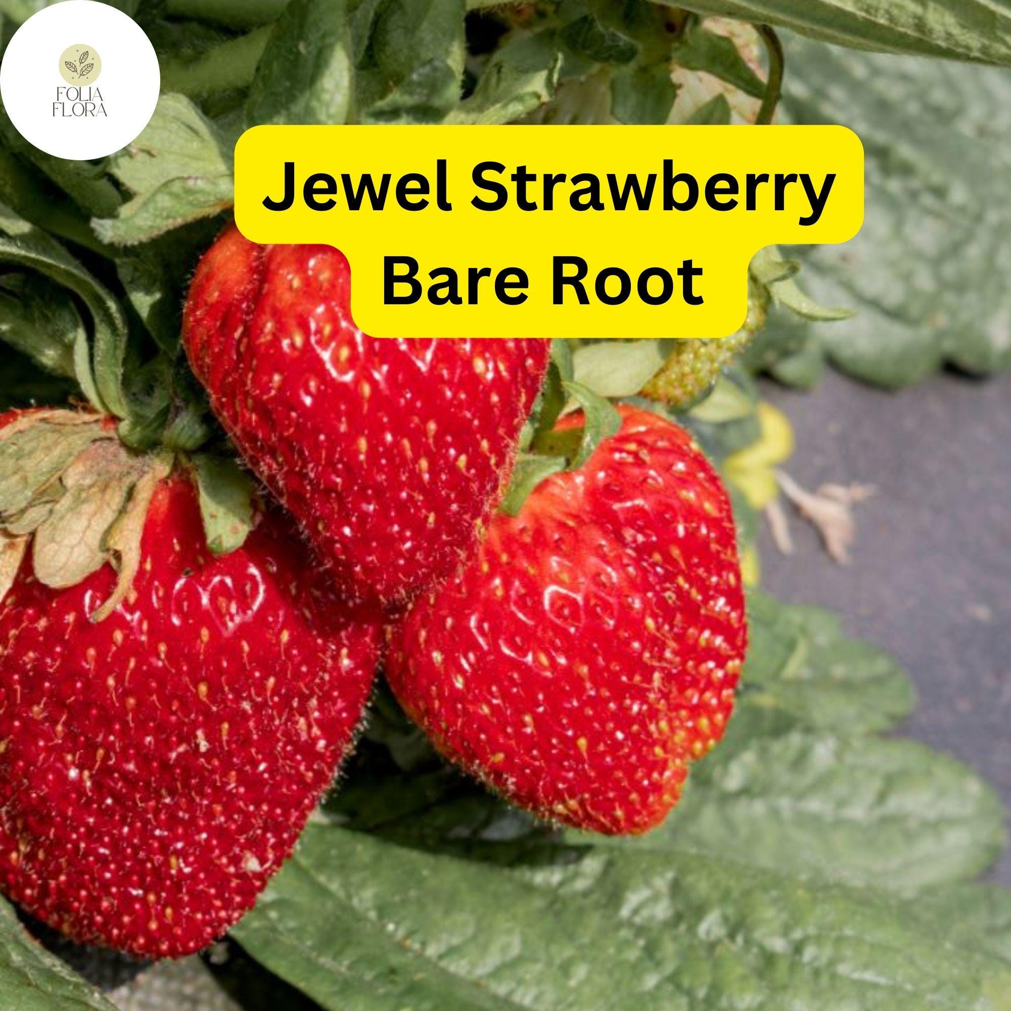 Jewel Strawberry - Fragaria x ananassa - Bare Root Strawberry Plants