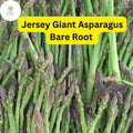 Jersey Giant Asparagus, 2-Year Bare Root Crowns