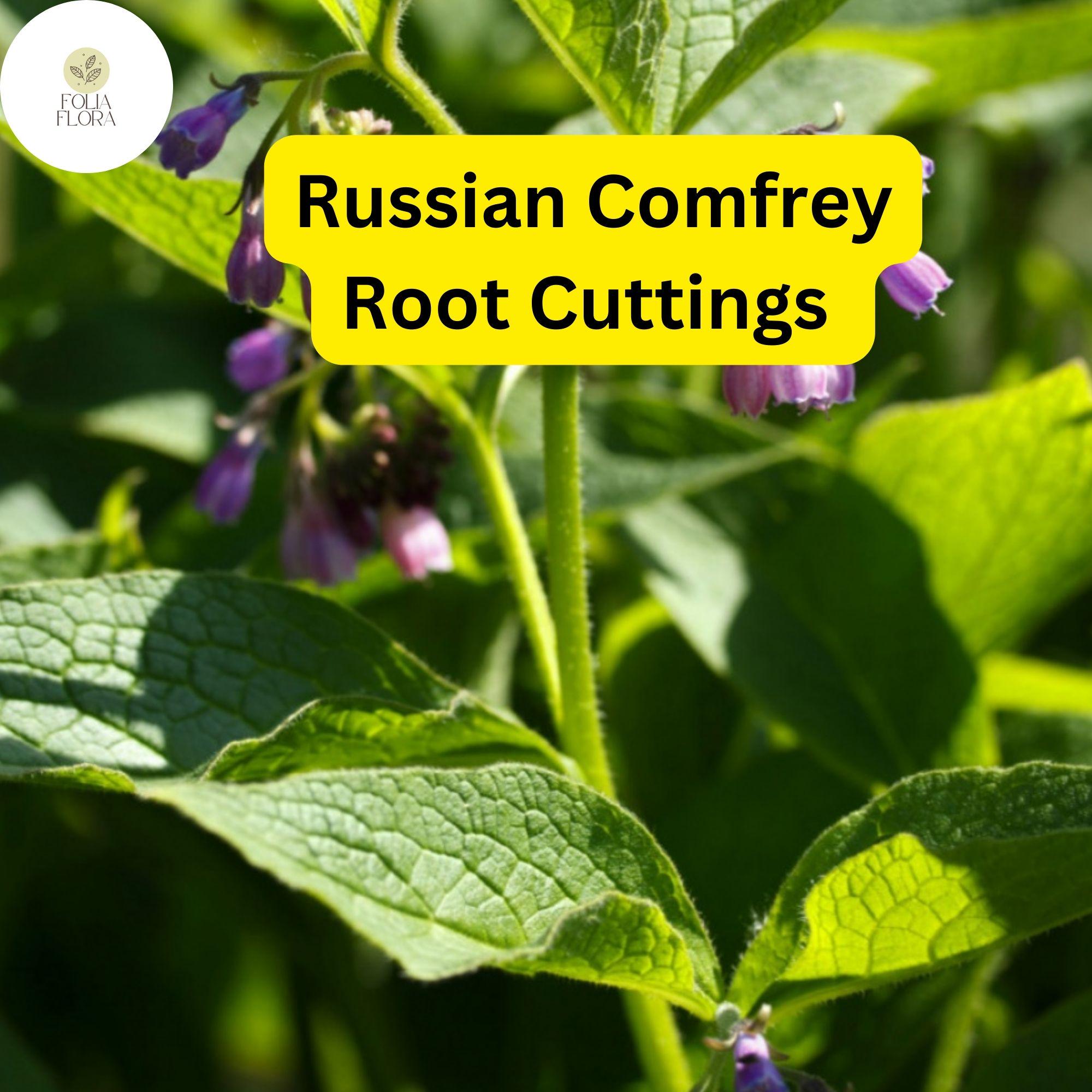 Live Root Cuttings Russian Comfrey - Bocking 14 Cultivar - Perennial Garden Plant