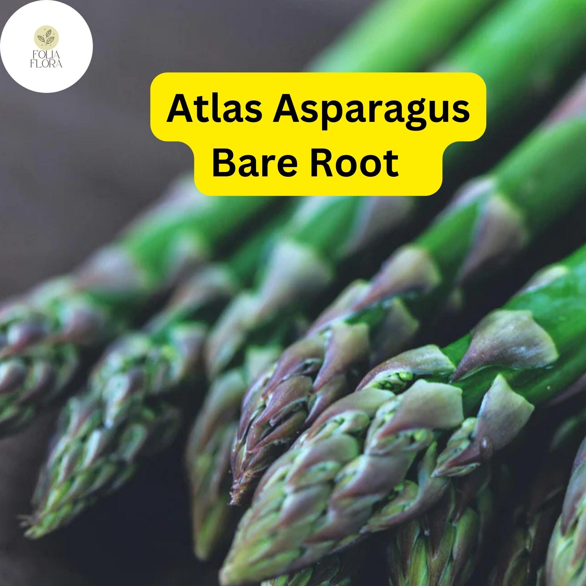 25 Green Atlas Asparagus Bare Root Plants, 2-Year Crowns