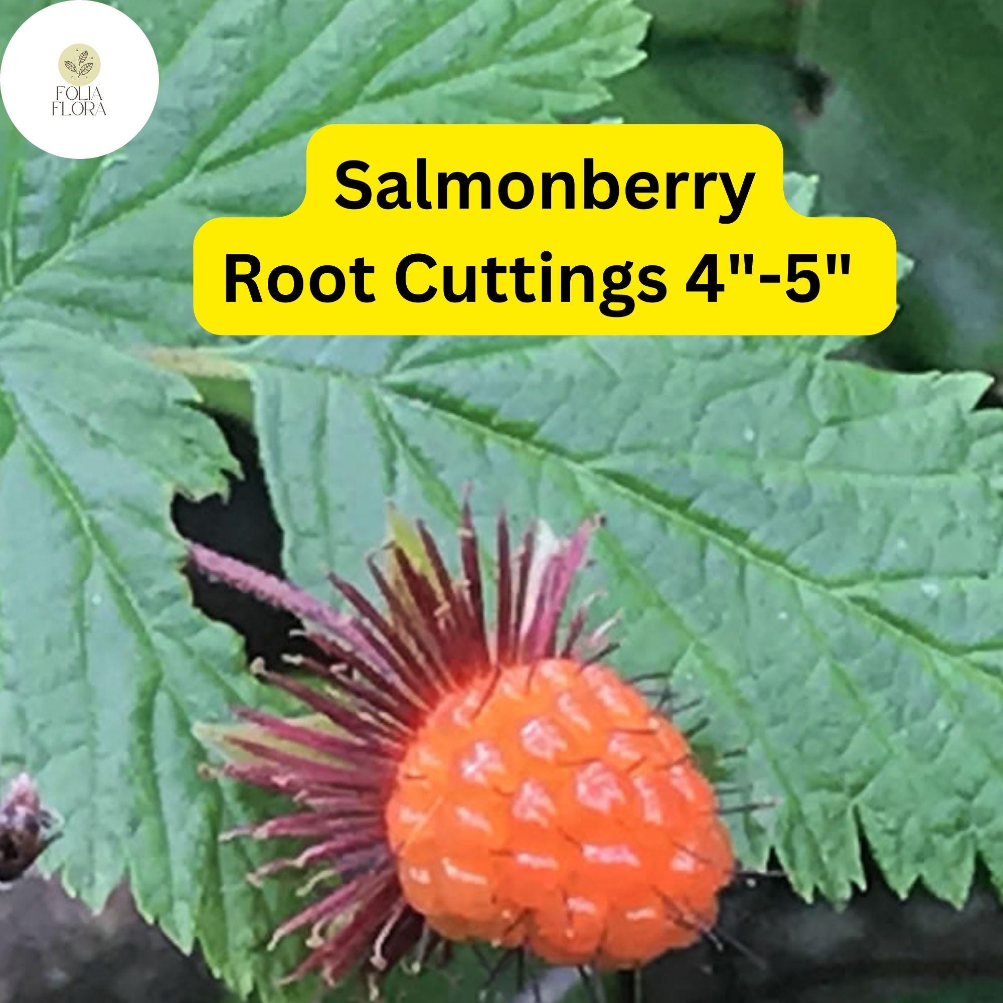 5 Salmonberry Root Cuttings 4"-5", Live Plants Rhizomes, Rubus spectabilis, Organic Perennial, Edible Berries