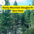 Rocky Mountain Douglas-fir Tree, Bare Root Evergreen, Pseudotsuga menziesii