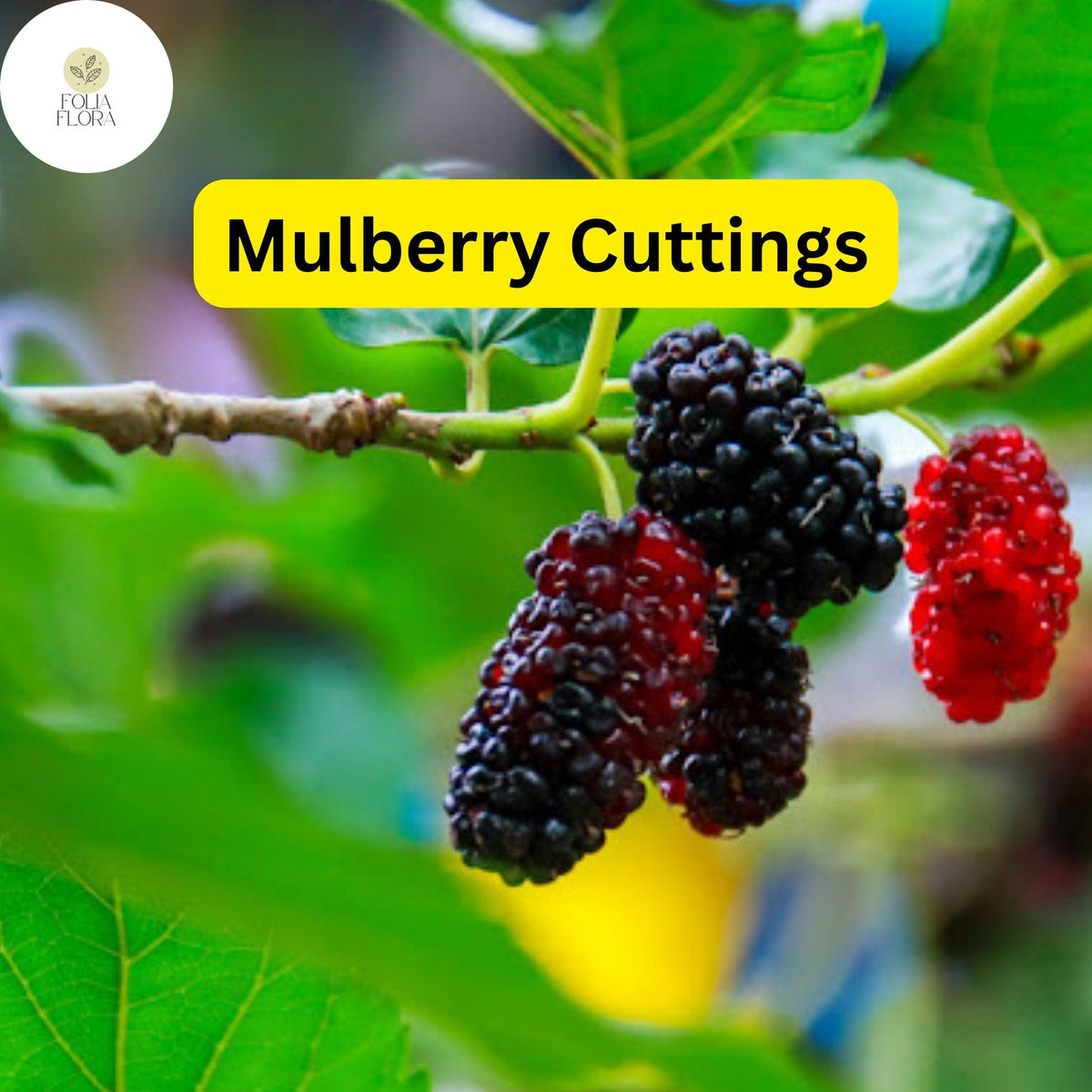 10 Cuttings of Mulberry, Early Fruiting, Easy-to-Root and Grow, Morus alba