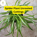 10 Spider Plants, Unrooted Cuttings, Chlorophytum comosum, Easy Care Indoor Air Purifier