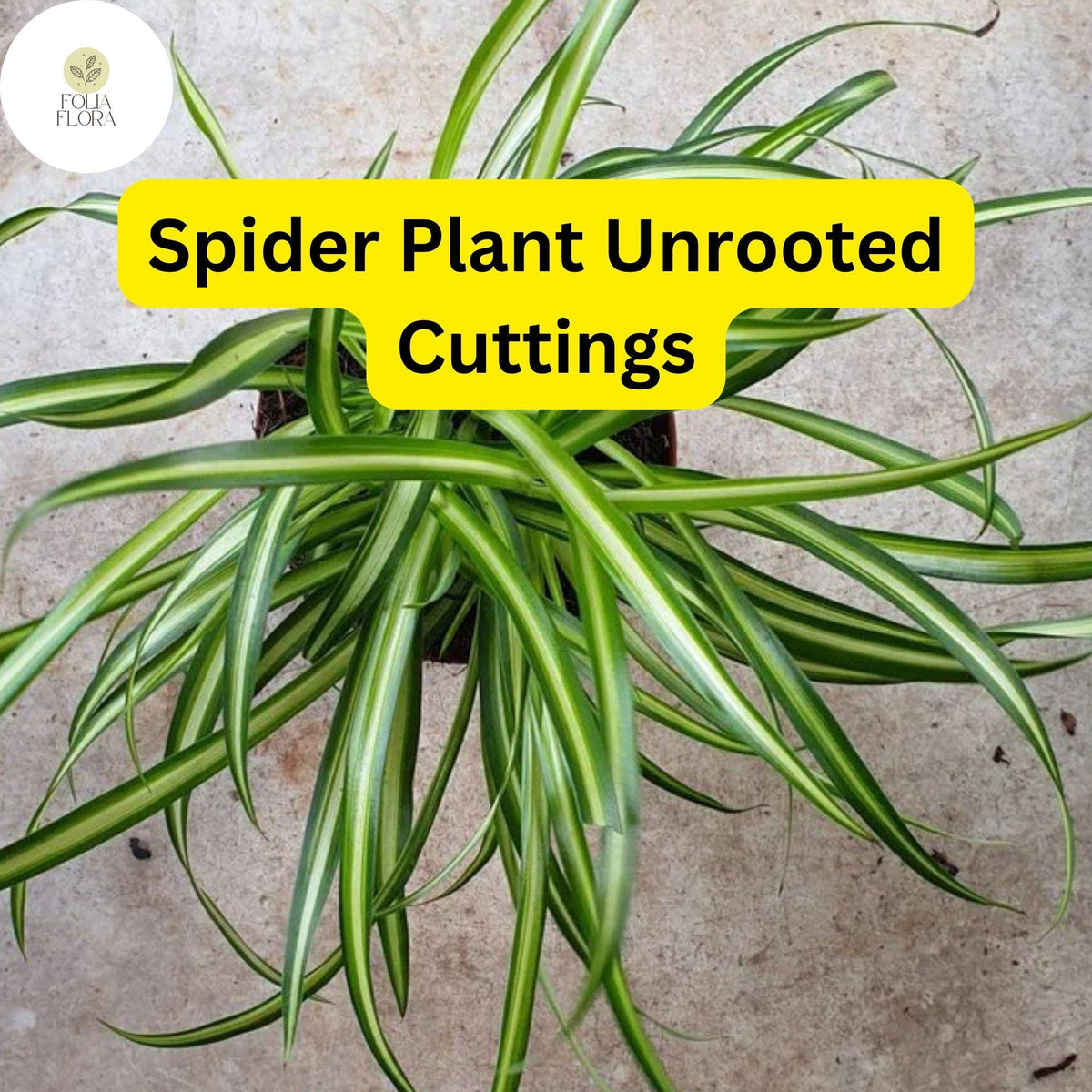 10 Spider Plants, Unrooted Cuttings, Chlorophytum comosum, Easy Care Indoor Air Purifier
