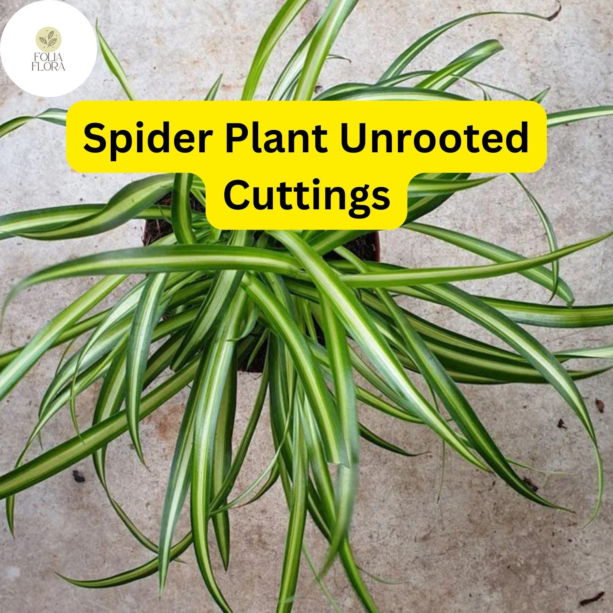 10 Spider Plants, Unrooted Cuttings, Chlorophytum comosum, Easy Care Indoor Air Purifier