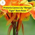 3 Bare Root Plants Pretoria Canna Lily â€œBengal Tigerâ€ Ready to Plant, Tropical Beauty