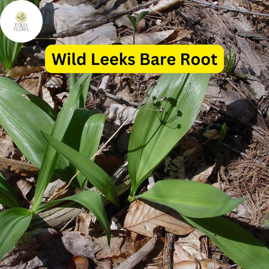10 Ramps Wild Leeks Bulbs (Allium tricoccum), Organic Bare Root Plants for Planting