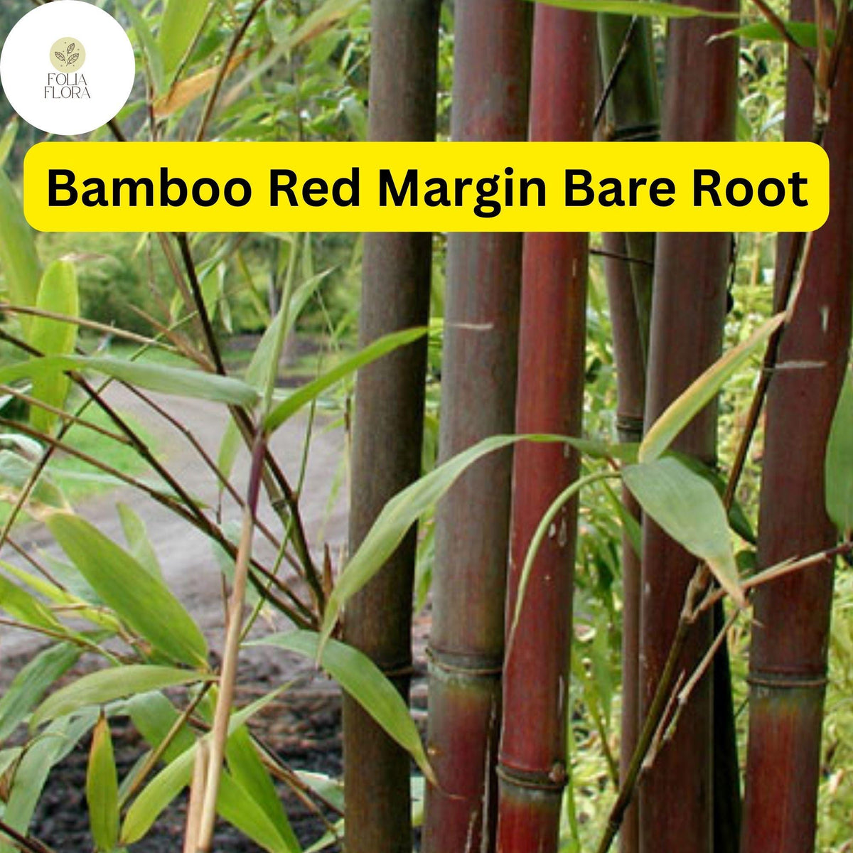 1 Live Bare Root Plant Bamboo Red Margin, Phyllostachys Rubromarginata, Hardy Fast-Growing Bamboo