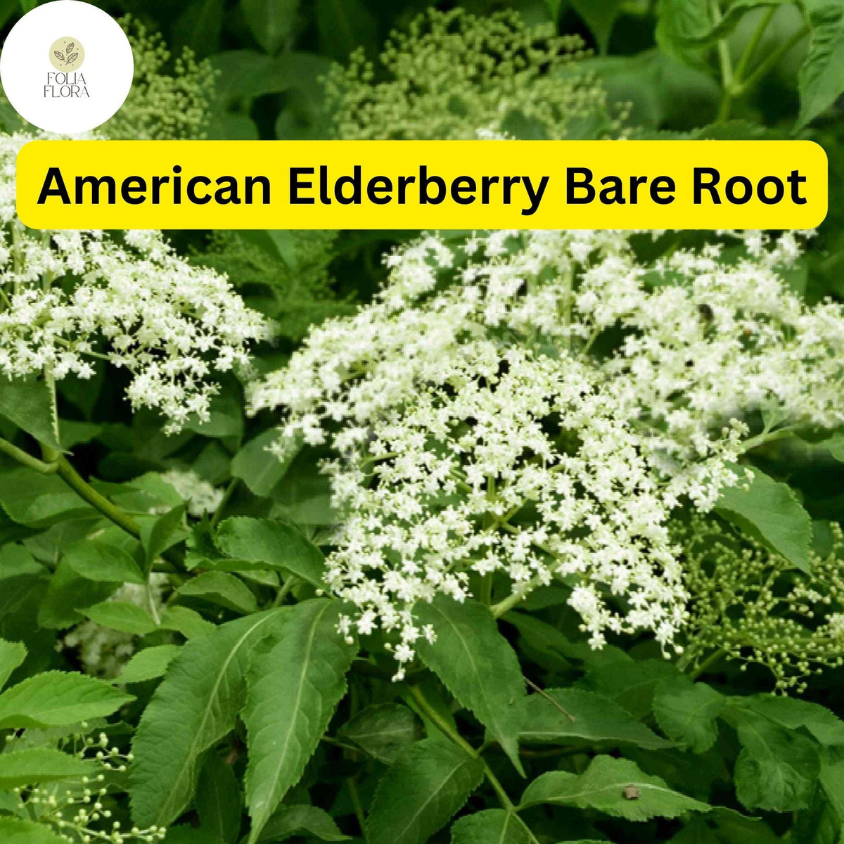 1 Bare Root American Elderberry Tree, Sambucus canadensis, Fully Rooted Live Plant, Edible Berries