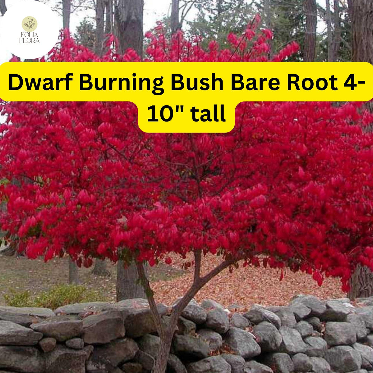 10 Dwarf Burning Bush Plants, Hardy Bare Root Shrubs, Fall Foliage