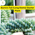 Burro's Tail Succulent, Sedum morganianum, Easy-Care Indoor Plant
