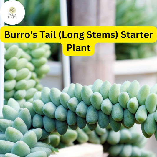Burro's Tail Succulent, Sedum morganianum, Easy-Care Indoor Plant