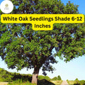 White Oak Tree Seedlings 5 Pack, Quercus Alba, Live Bare Root Shade Trees, 6-12 Inches Tall