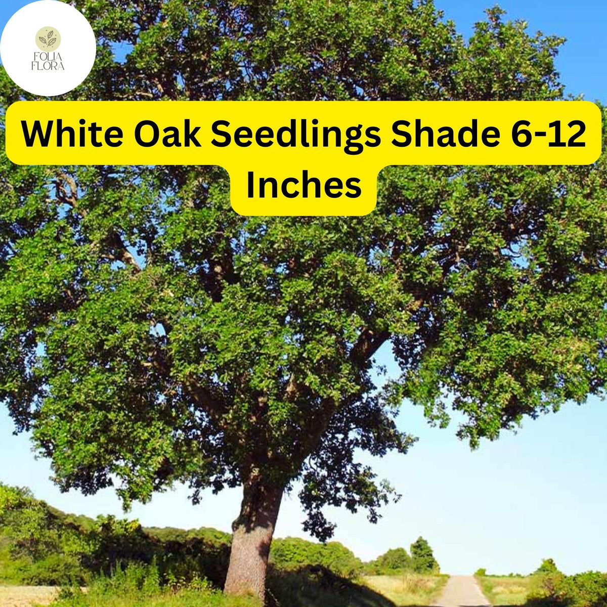 White Oak Tree Seedlings 5 Pack, Quercus Alba, Live Bare Root Shade Trees, 6-12 Inches Tall