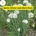 50 Live Garlic Chive Leek Plants, Organic Edible Herb, Perennial, Allium tuberosum, Bare Root, Culinary Greens
