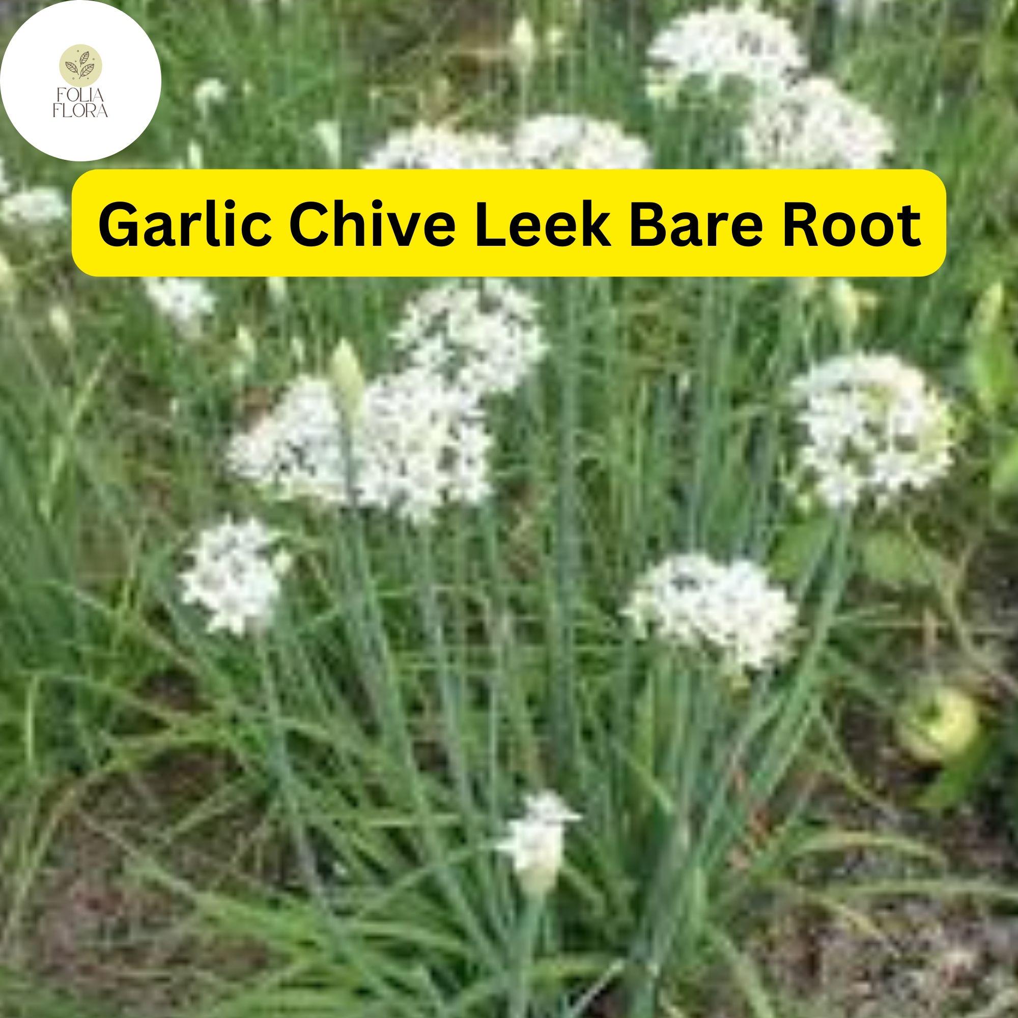 50 Live Garlic Chive Leek Plants, Organic Edible Herb, Perennial, Allium tuberosum, Bare Root, Culinary Greens
