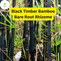 2 Live Bare Root Rhizomes Black Timber Bamboo, Phyllostachys nigra, Hardy Ornamental Bamboo, Fast-Growing