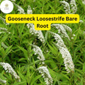 12 Bare Root Gooseneck Loosestrife Perennial Plants, Lysimachia clethroides, Hardy Garden Flowers