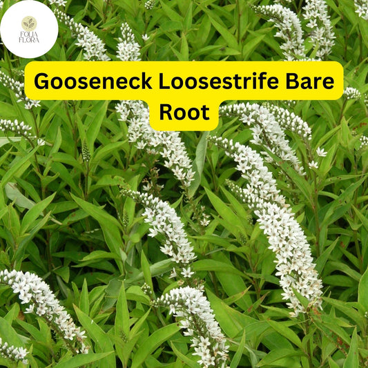 12 Bare Root Gooseneck Loosestrife Perennial Plants, Lysimachia clethroides, Hardy Garden Flowers