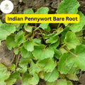 Pennywort 15 Live Plants, Bare Root, Centella asiatica, Easy to Grow Aquatic Herb