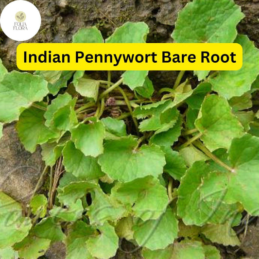 Pennywort 15 Live Plants, Bare Root, Centella asiatica, Easy to Grow Aquatic Herb