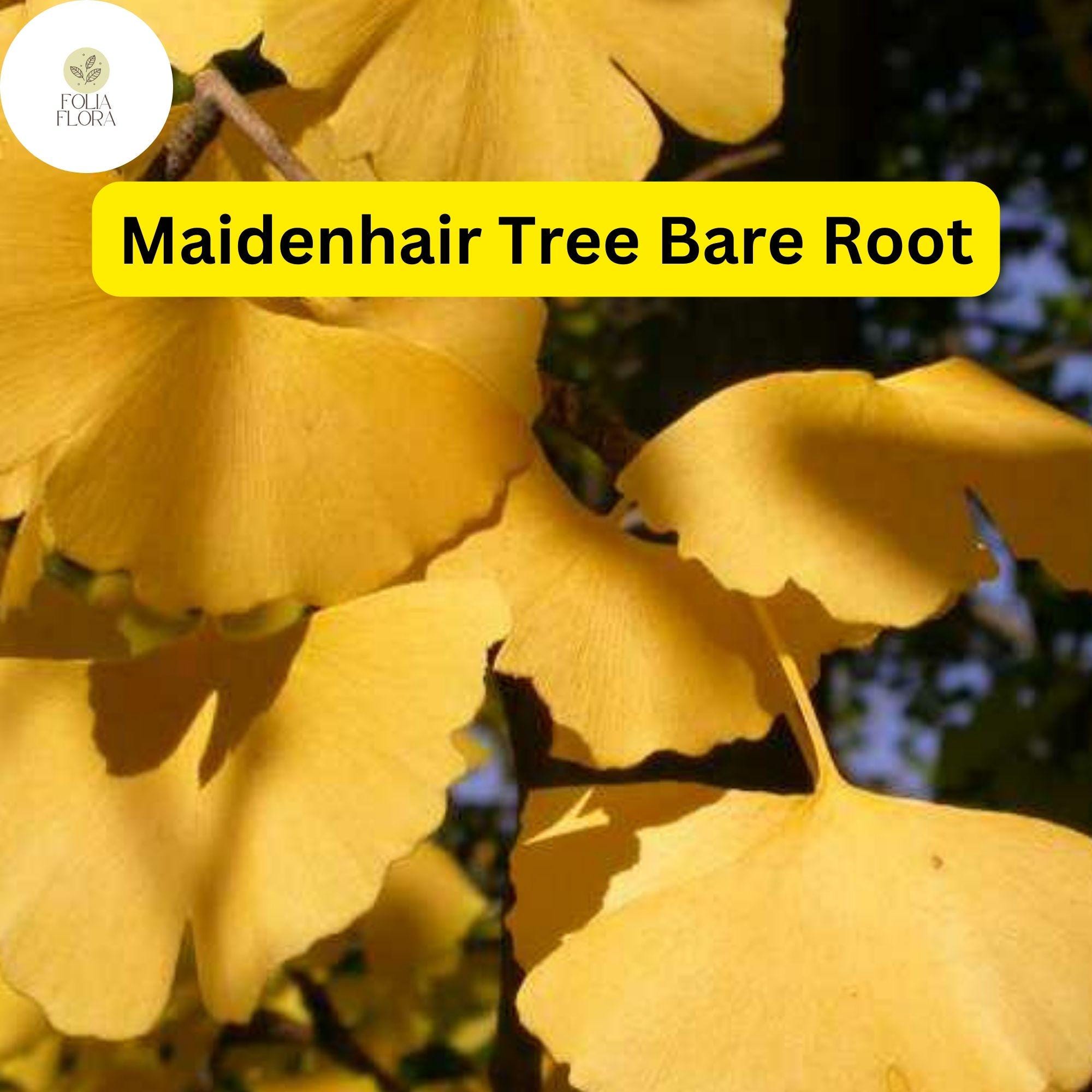 3 Bare Root Ginkgo Biloba Maidenhair Trees, Starter Live Trees