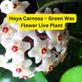Hoya Carnosa Live Plant - Wax Flower, Easy-Care Houseplant