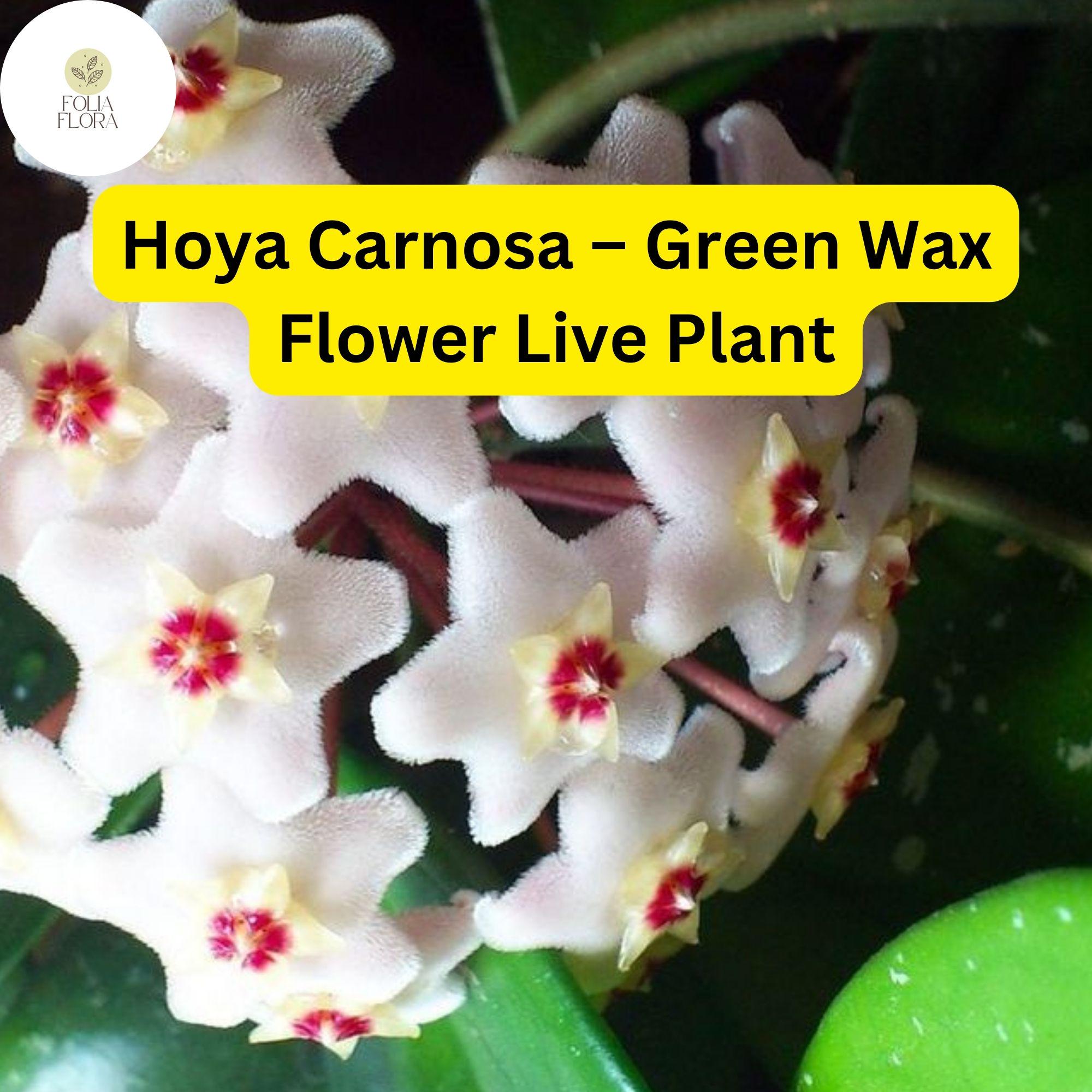Hoya Carnosa Live Plant - Wax Flower, Easy-Care Houseplant