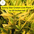 Sunny Star Croton Live Plant – Vibrant Green and Yellow Variegated Foliage, 7-10 Inches, Tropical Codiaeum Variegatum