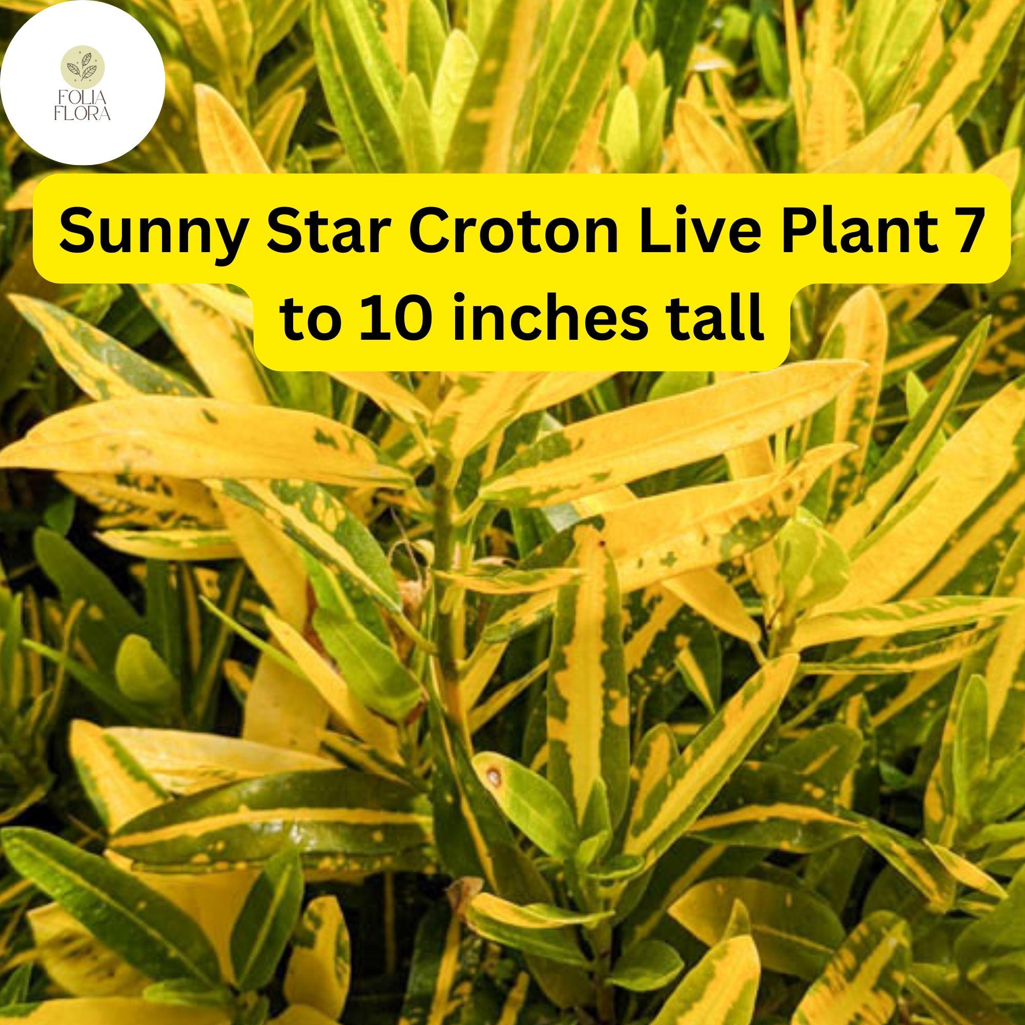 Sunny Star Croton Live Plant – Vibrant Green and Yellow Variegated Foliage, 7-10 Inches, Tropical Codiaeum Variegatum