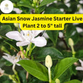 Asian Snow Jasmine Starter Plant â€“ Fragrant White Flowers (2-5â€ Tall)