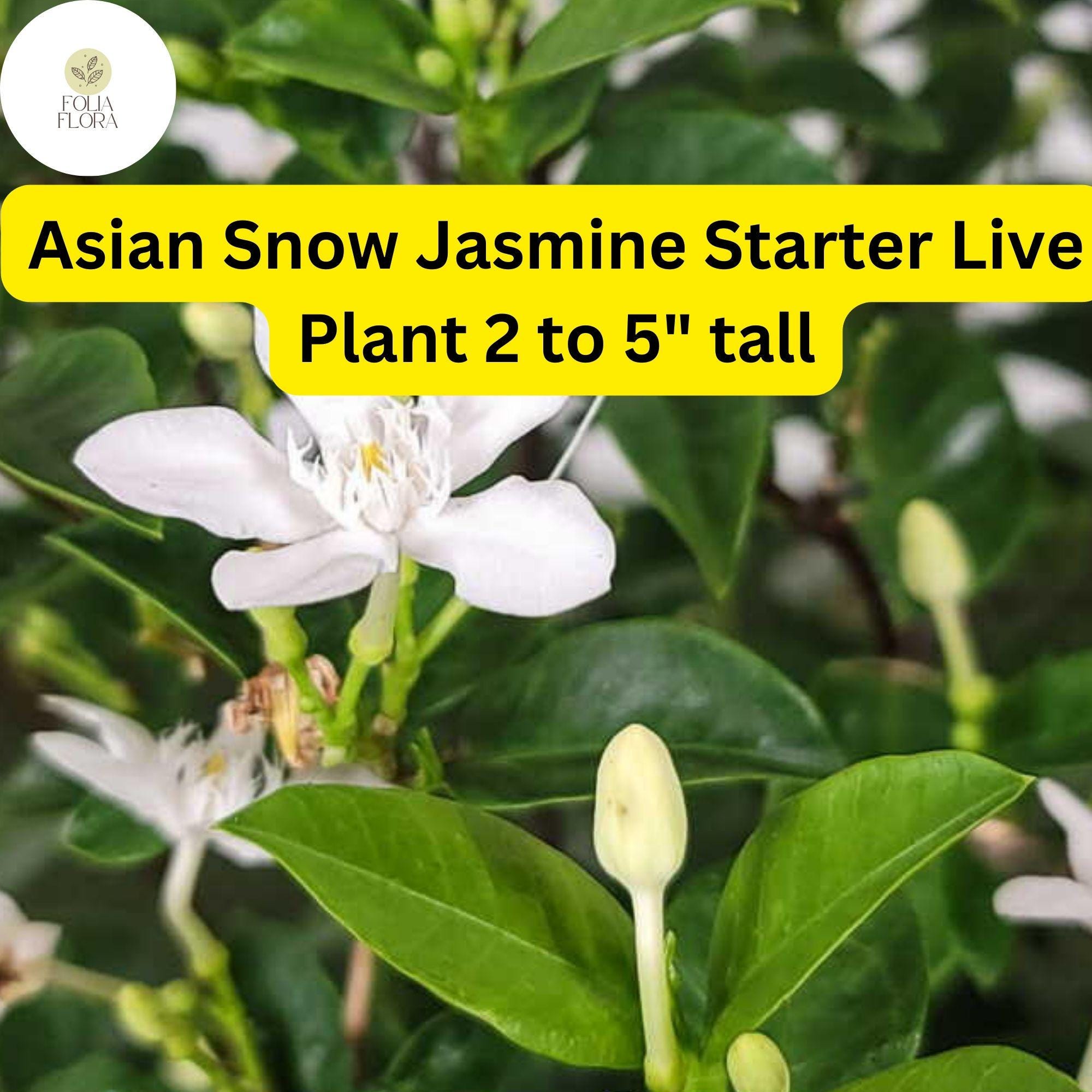 Asian Snow Jasmine Starter Plant â€“ Fragrant White Flowers (2-5â€ Tall)