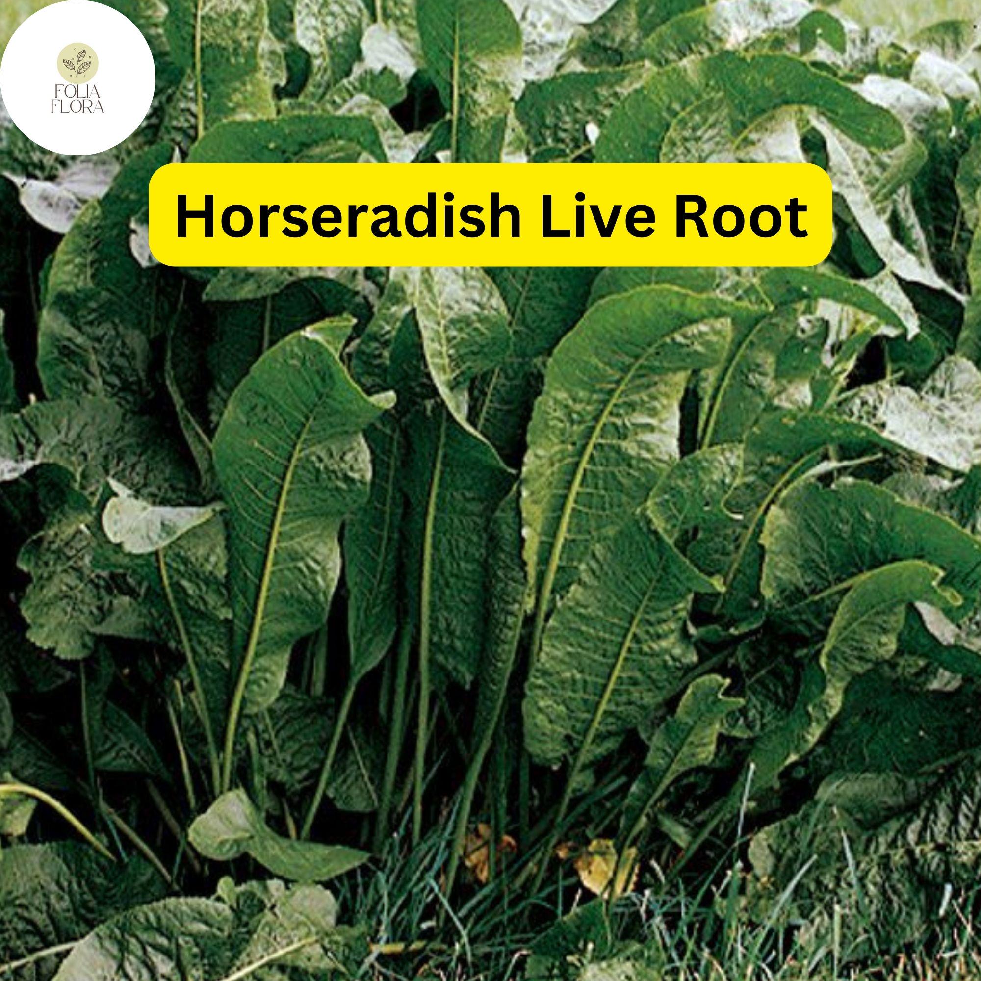 Organic Horseradish Roots â€“ Heirloom Garden Starter Plants