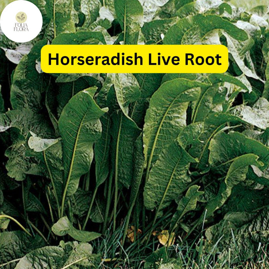 Organic Horseradish Roots â€“ Heirloom Garden Starter Plants