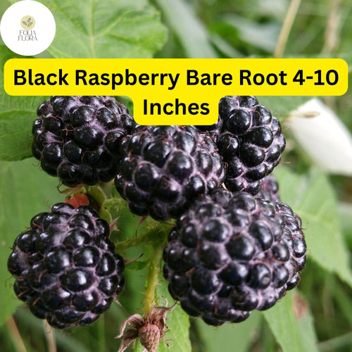 10 Bare Root Starter Plants Black Raspberry Plant, Mysore Rubus niveus, Perennial