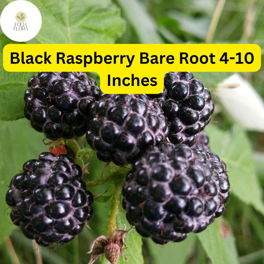 10 Bare Root Starter Plants Black Raspberry Plant, Mysore Rubus niveus, Perennial