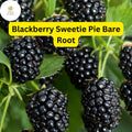 1 Sweetie Pie Blackberry Plant - Rubus Bare Root Starter Plant