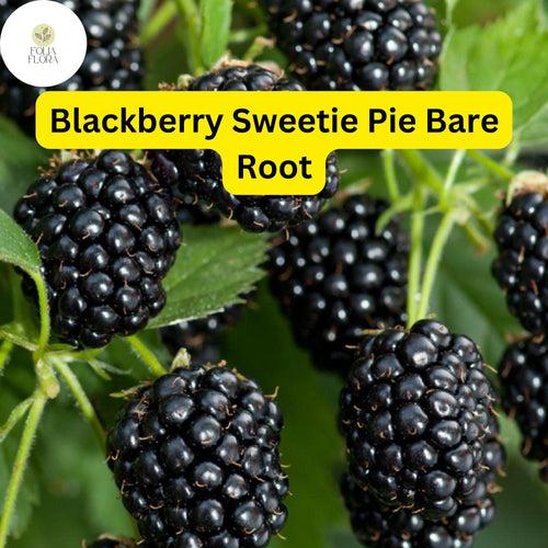 1 Sweetie Pie Blackberry Plant - Rubus Bare Root Starter Plant