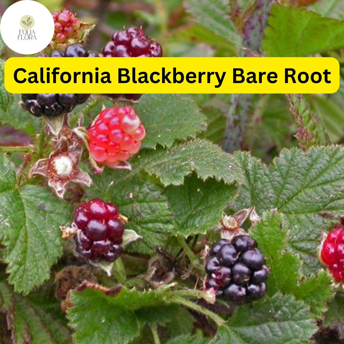 1 California Blackberry Plant - Live Bare Root Organic 10-15" Long